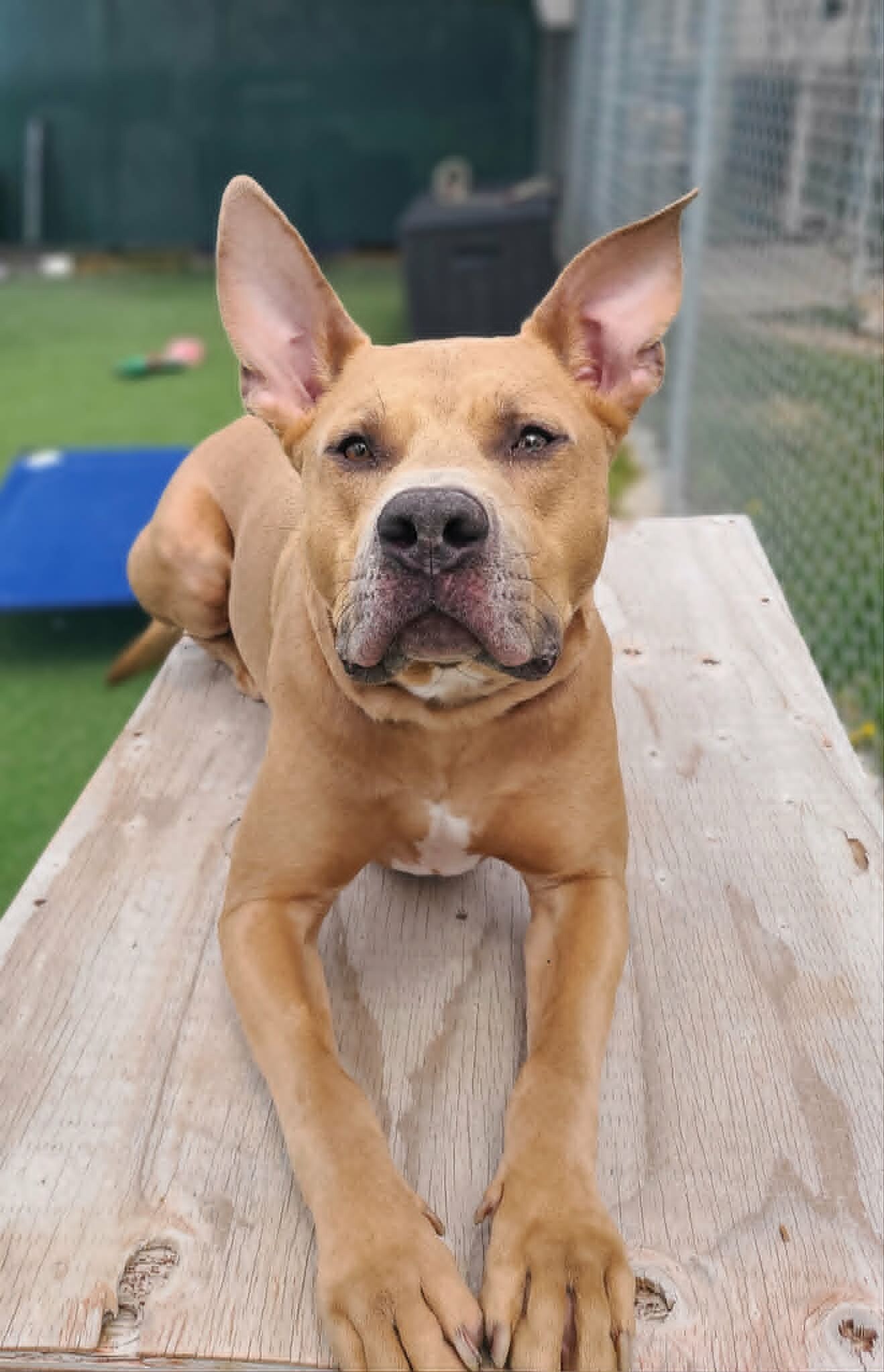 Picture of the Animal Listed